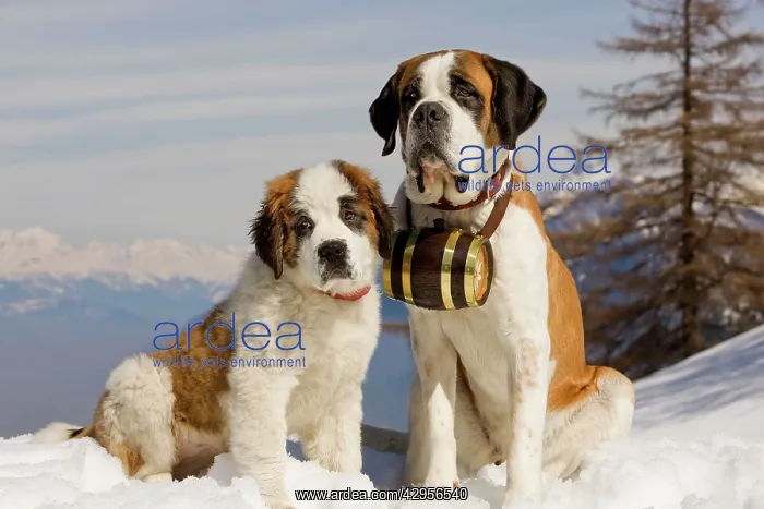 : Dog - St Bernard - Mountain Rescue dog wearing : Dog - St Bernard - Mountain Rescue dog wearing