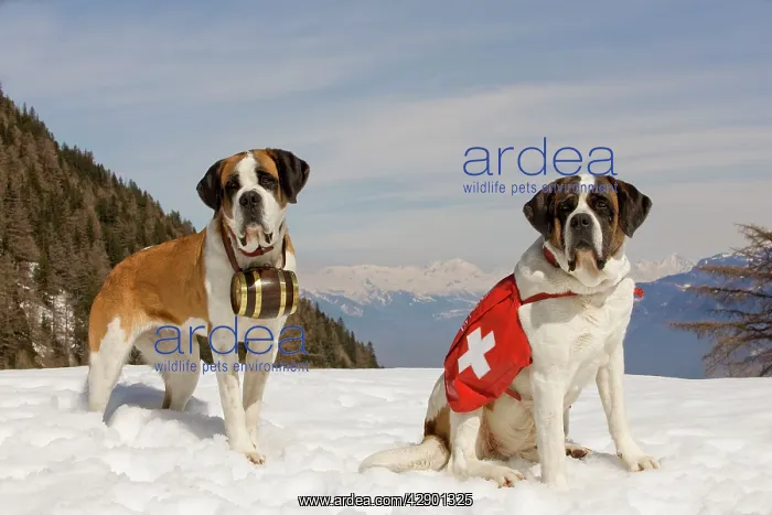 : Dog - St Bernard - two Mountain Rescue dogs wearing : Dog - St Bernard - two Mountain Rescue dogs wearing
