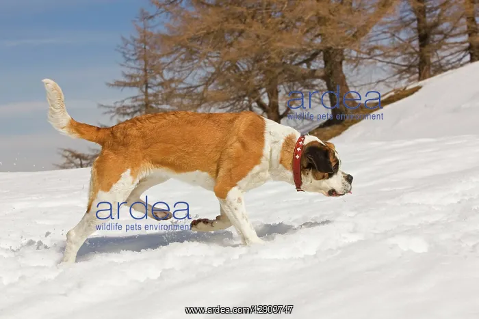 : Dog - St Bernard - Mountain Resuce dog in snowy : Dog - St Bernard - Mountain Resuce dog in snowy