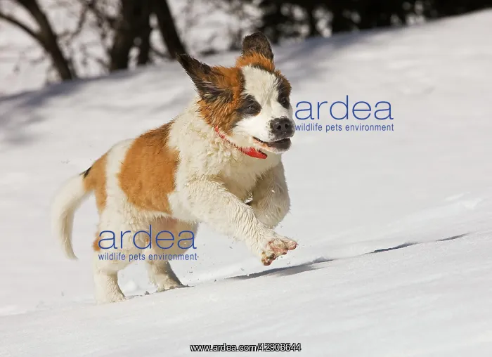  : Dog - St Bernard - puppy running in snow