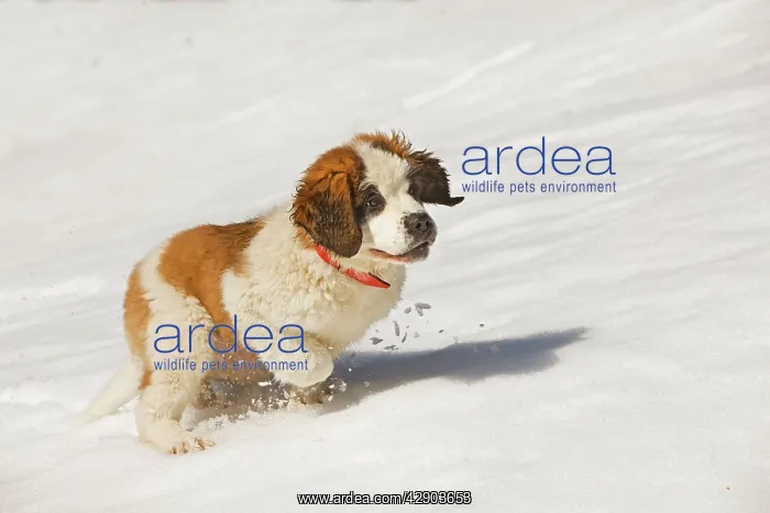  : Dog - St Bernard - puppy running in snow