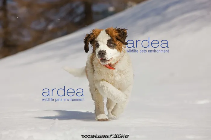 : Dog - St Bernard - puppy running in snow
