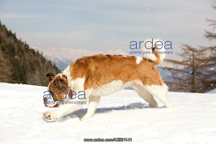  : Dog - St Bernard running in snow