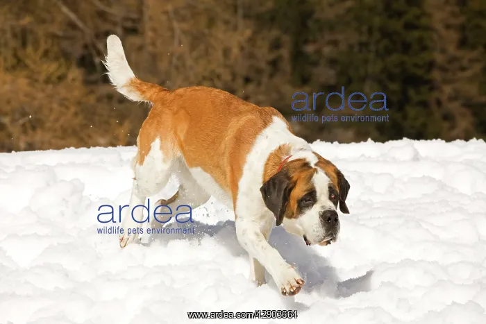  : Dog - St Bernard - running in snow