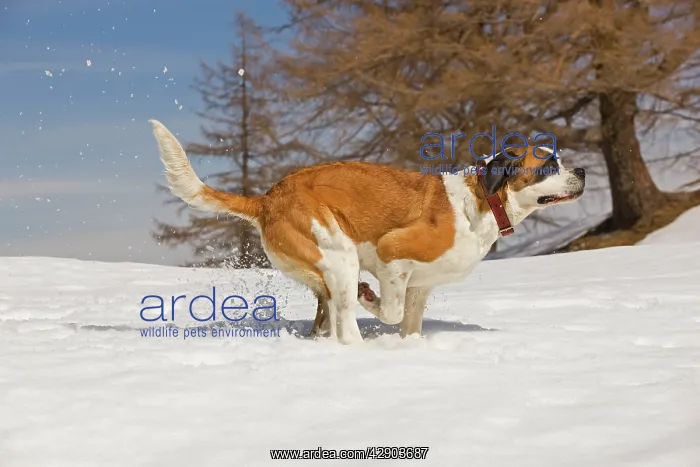  : Dog - St Bernard - running in snow