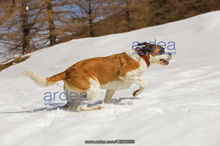  : Dog - St Bernard - running in snow