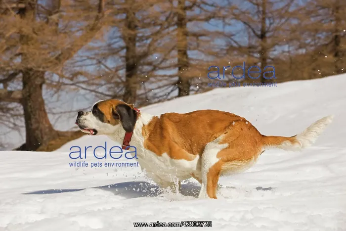  : Dog - St Bernard - running in snow