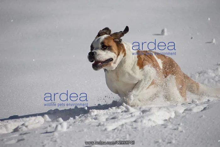  : Dog - St. Bernard running in snow