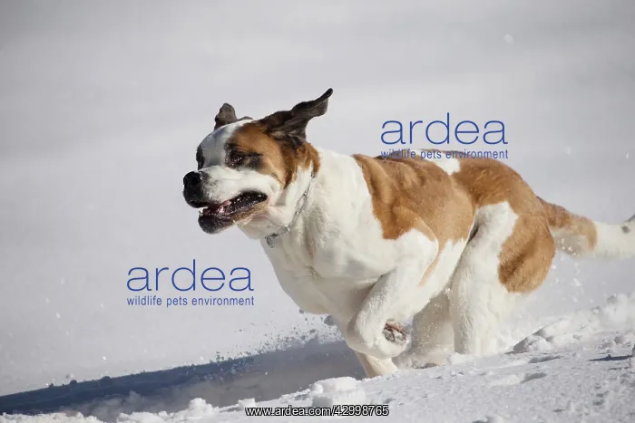  : Dog - St. Bernard running in snow