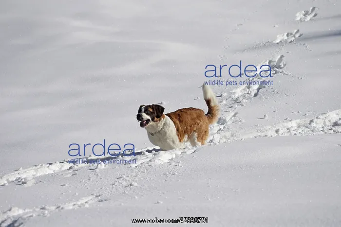  : Dog - St. Bernard running in snow