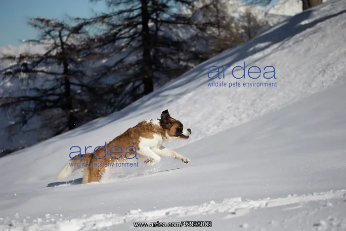  : Dog - St. Bernard running in snow