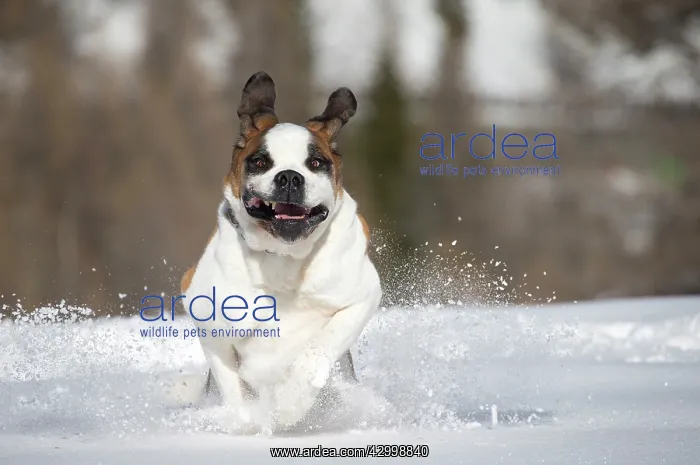  : Dog - St. Bernard running in snow