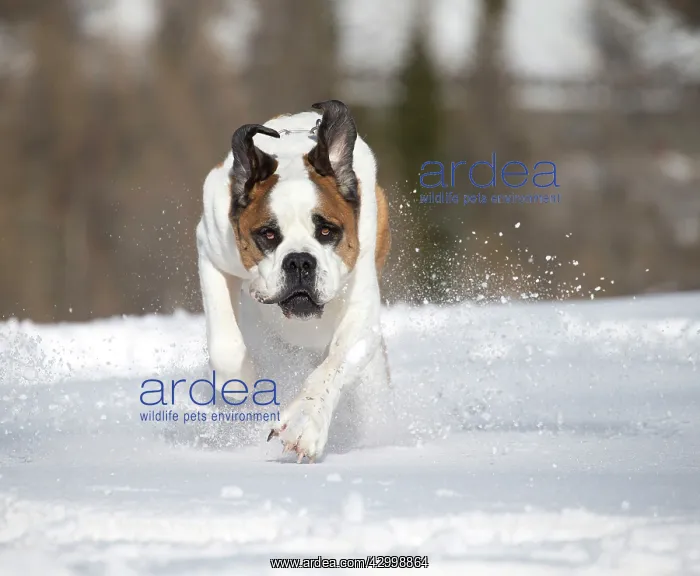  : Dog - St. Bernard running in snow