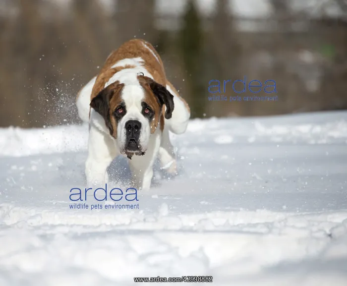  : Dog - St. Bernard running in snow