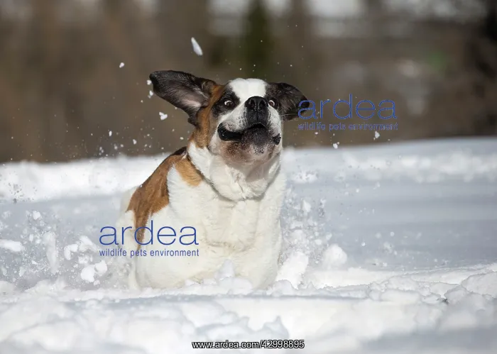  : Dog - St. Bernard running in snow