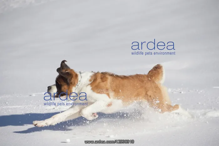  : Dog - St. Bernard running in snow