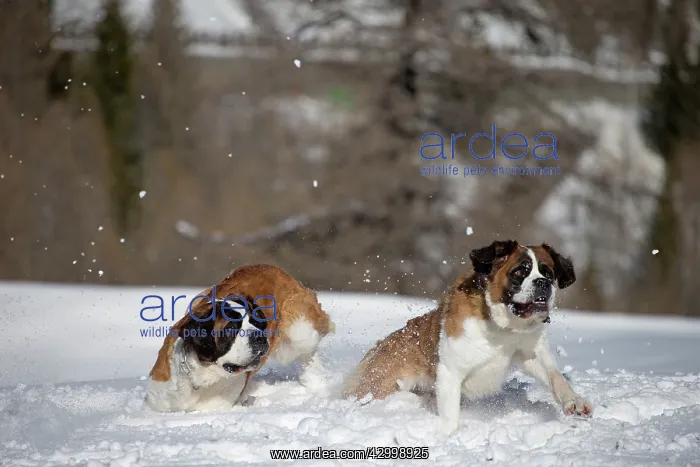  : Dog - St. Bernard running in snow