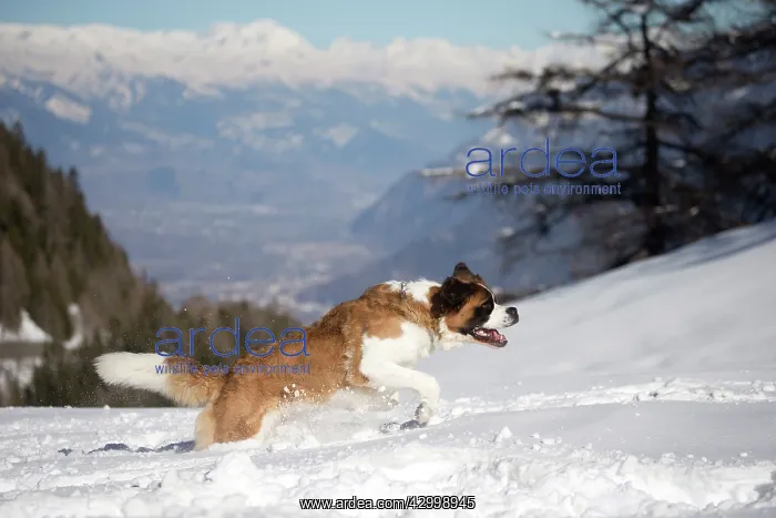  : Dog - St. Bernard running in snow