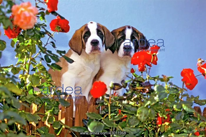 : Dog St. Bernard two shorthair puppies by fence at : Dog St. Bernard two shorthair puppies by fence at