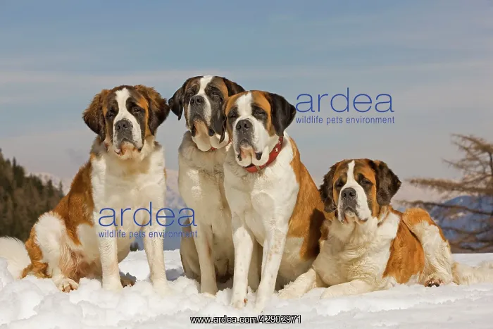 : Dog - St Bernard - four sitting in line in snow : Dog - St Bernard - four sitting in line in snow