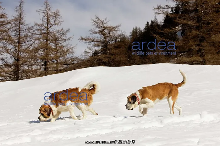  : Dog - St Bernard - two sniffing in snow