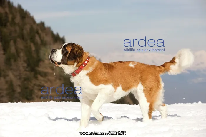  : Dog - St Bernard in snow