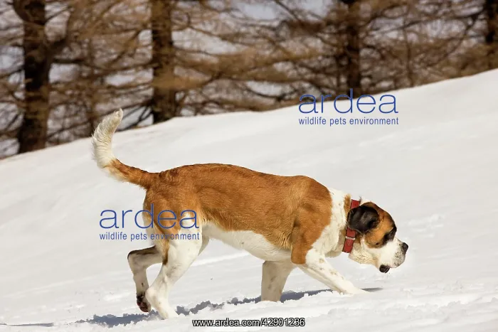  : Dog - St Bernard in snow