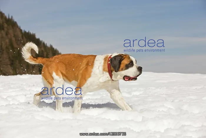  : Dog - St Bernard - in snow