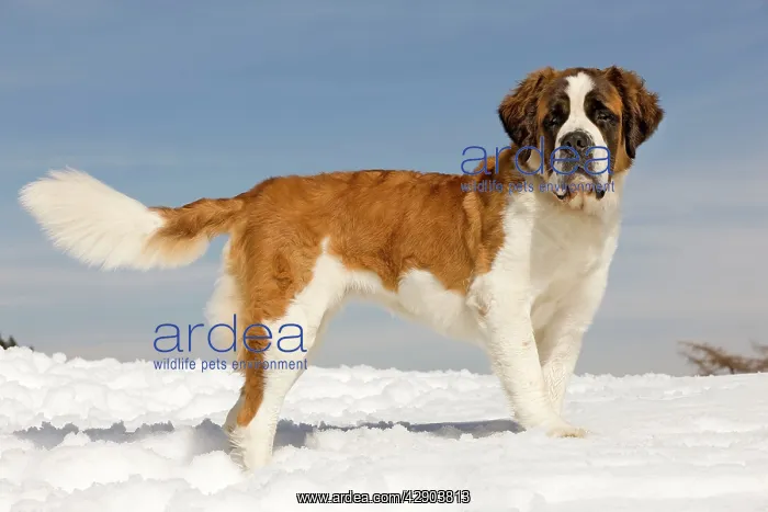  : Dog - St Bernard - in snow