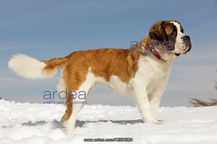  : Dog - St Bernard - in snow