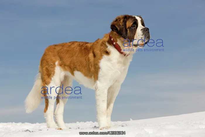  : Dog - St Bernard - in snow