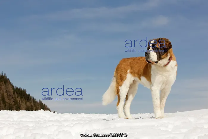  : Dog - St Bernard - in snow