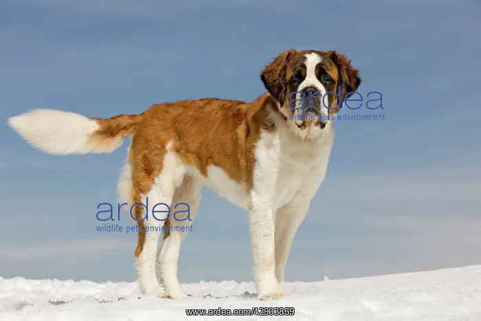  : Dog - St Bernard - in snow