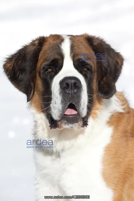  : Dog - St. Bernard in snow