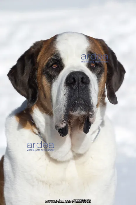 : Dog - St. Bernard in snow