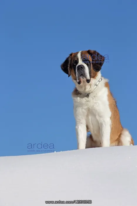  : Dog - St. Bernard in snow