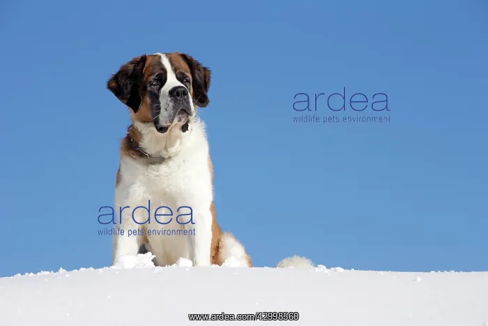  : Dog - St. Bernard in snow