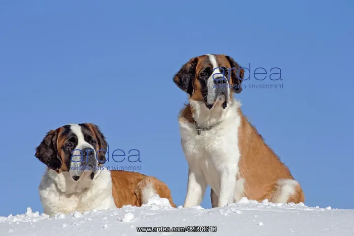  : Dog - St. Bernard in snow