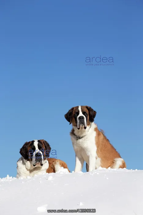  : Dog - St. Bernard in snow