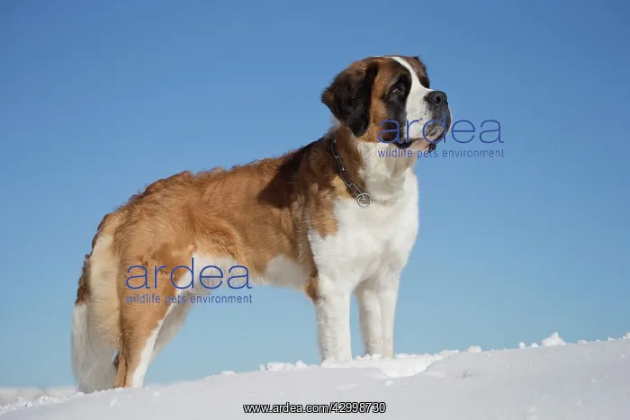  : Dog - St. Bernard in snow