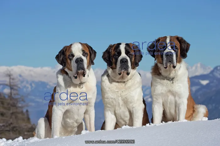 : Dog - St. Bernard in snow with mountain scenery : Dog - St. Bernard in snow with mountain scenery
