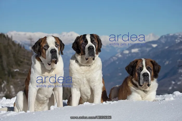 : Dog - St. Bernard in snow with mountain scenery : Dog - St. Bernard in snow with mountain scenery