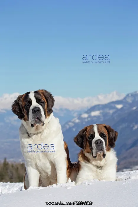 : Dog - St. Bernard in snow with mountain scenery : Dog - St. Bernard in snow with mountain scenery