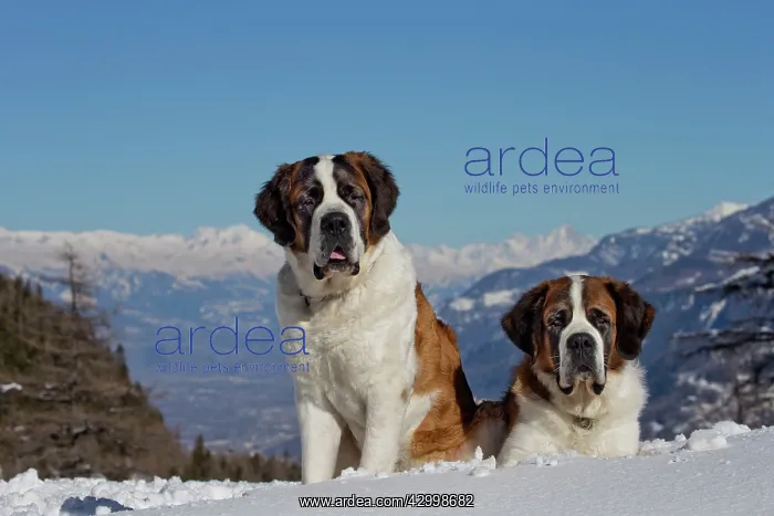 : Dog - St. Bernard in snow with mountain scenery : Dog - St. Bernard in snow with mountain scenery