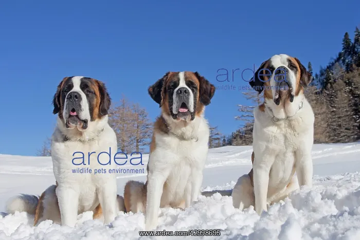 : Dog - St. Bernard in snow with mountain scenery : Dog - St. Bernard in snow with mountain scenery