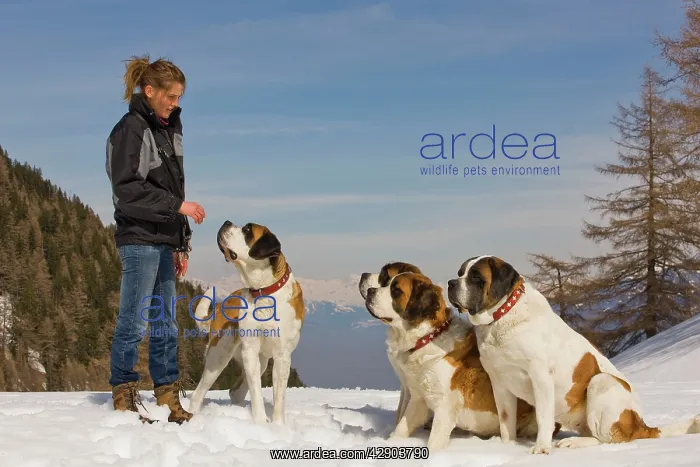 : Dog - St Bernard four in snow with woman : Dog - St Bernard four in snow with woman