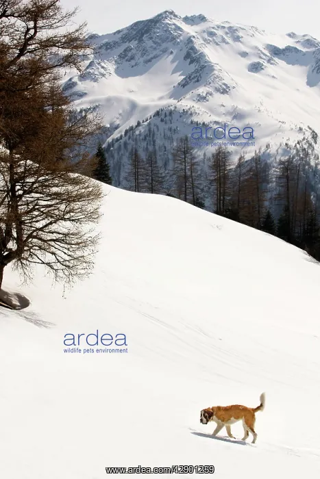  : Dog - St Bernard - in snowy mountain setting