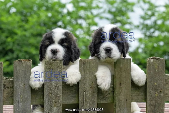 : DOG. St Bernard, x2, 10 week old puppies with paws over fen : DOG. St Bernard, x2, 10 week old puppies with paws over fen