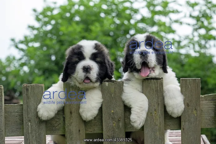 : DOG. St Bernard, x2, 10 week old puppies with paws over fen : DOG. St Bernard, x2, 10 week old puppies with paws over fen