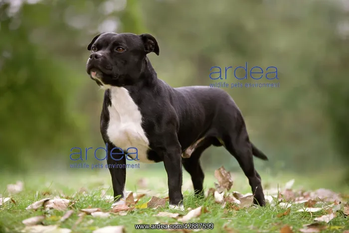  : Dog - Staffordshire Bull Terrier